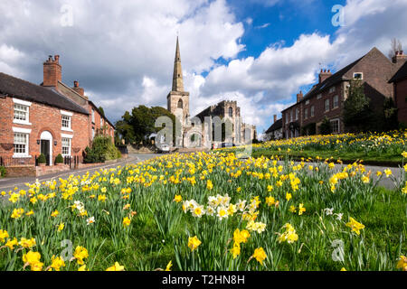 Narzissen auf dem Dorfplatz, Astbury, Cheshire, England, Vereinigtes Königreich, Europa Stockfoto