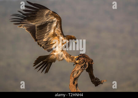 Tawny eagle, Aquila rapax, Zimanga Private Game Reserve, KwaZulu-Natal, Südafrika Stockfoto