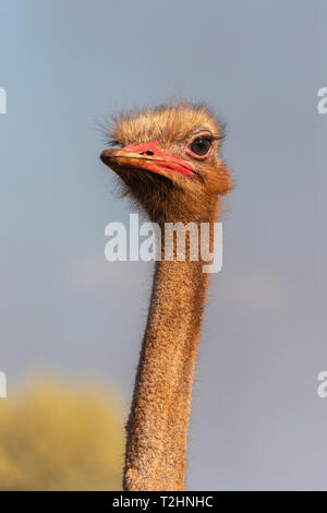 Strauß, Struthio camelus, männlich, Zimanga Private Game Reserve, KwaZulu-Natal, Südafrika Stockfoto