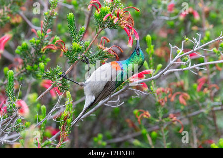 Südliche double collared Sunbird, Cinnyris chalybeus, der Fütterung, der Nationalen Botanischen Garten Kirstenbosch, Kapstadt, Südafrika Stockfoto