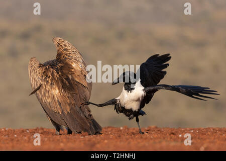 Pied Crow, Corvus Albus, belästigend Weiß gesichert Geier, Tylose in Africanus, Zimanga Game Reserve, KwaZulu-Natal, Südafrika Stockfoto