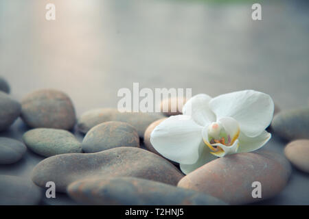 Spa-Konzept mit Basaltsteinen und weiße Orchidee. Sanfte Wellness- und Hintergrund Stockfoto