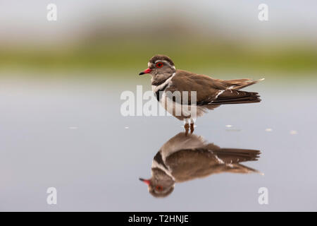 Drei-banded Plover, Charadrius, tricollaris Zimanga Private Game Reserve, KwaZulu-Natal, Südafrika September 2018 Stockfoto