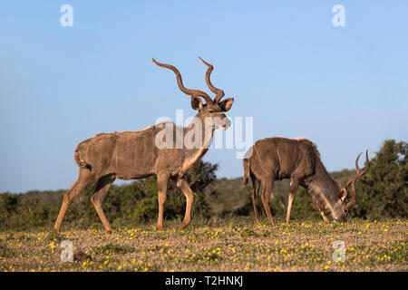 Kudus, Tragelaphus strepsiceros, unter Frühling Blumen, Addo Elephant National Park, Eastern Cape, Südafrika Stockfoto