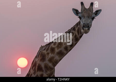 Giraffen, Giraffa Camelopardalis, bei Sonnenuntergang, Chobe National Park, Botswana, Südafrika Stockfoto