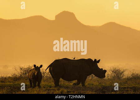 White Rhino, Rhinocerotidae), Kalb und Kuh, Zimanga Private Game Reserve, KwaZulu-Natal, Südafrika Stockfoto