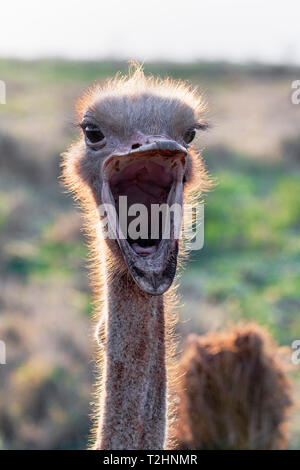 Strauß, Struthio camelus, männlich, Zimanga Private Game Reserve, KwaZulu-Natal, Südafrika Stockfoto