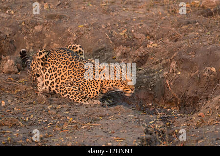 Leopard Panthera Pardus, Weibchen an Wasser, Chobe National Park, Botswana, Südafrika Stockfoto