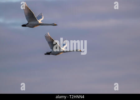 Gehören singschwan Cygnus cygnus, im Flug, WWT Caerlaverock finden, Dumfries und Galloway, Schottland, Großbritannien, Europa Stockfoto