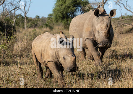 Weiße Nashörner, Rhinocerotidae), iMfolozi Game Reserve, KwaZulu-Natal, Südafrika Stockfoto