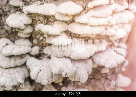 Pilze auf einem Baumstumpf Stamm. Makro schießen Stockfoto