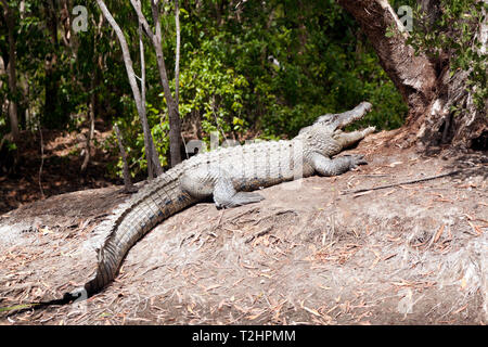 Blick auf ein großes Krokodil zu 'Hartley's Crocodile Adventures, Captain Cook Highway, Wangetti, Queensland, Australien. Stockfoto