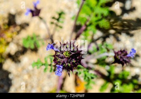 Chia (Salvia columbariae) in der Anza Borrego Desert State Park California USA Stockfoto