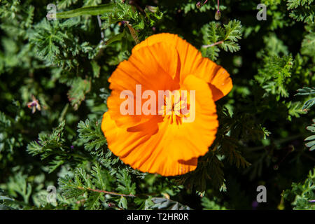 Eine einzelne Kalifornien goldenen Mohn (Eschscholzia californica) in den Hügeln in der Nähe des California Poppy finden in der Nähe von Lancaster California Stockfoto