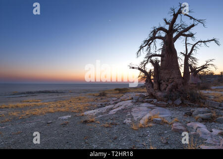 Baobab Baum vor Sonnenaufgang Stockfoto
