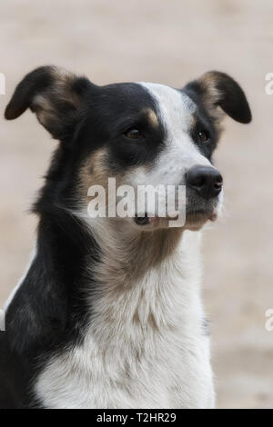 Portrait von Schwarzen und Weißen streunender Hund auf der Straße. Stockfoto