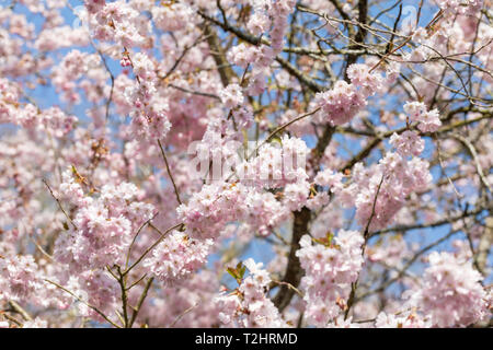 Nahaufnahme der Prunus-Akolade-Kirschbaumblüte, die im Frühjahr blüht, England, Großbritannien Stockfoto
