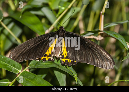 Ein männlicher Gemeinsame Birdwing (der Schmetterling helena Cerberus), eine dorsalansicht Stockfoto