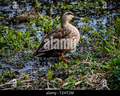 Eine japanische spotbill Ente steht neben einem Fluss während der nahrungssuche für Nahrungsmittel in Izumi Wald, einen großen Naturpark in Yamato, Japan. Stockfoto