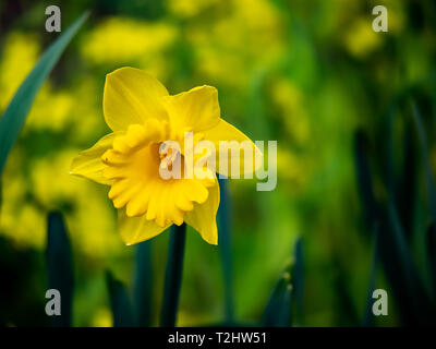 Eine goldene Narzisse blüht Neben einem Wanderweg in Kanagawa, Japan. Diese Blumen blühen fast den ganzen Winter und Frühling in Japan Stockfoto