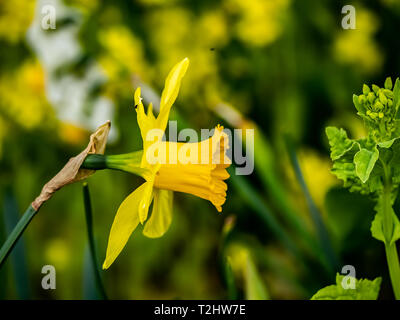 Eine goldene Narzisse blüht Neben einem Wanderweg in Kanagawa, Japan. Diese Blumen blühen fast den ganzen Winter und Frühling in Japan Stockfoto