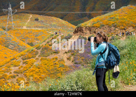 Frau Fotograf nimmt Fotos at Walker Canyon Lake Elsinore Kalifornien während der Poppy super Blüte 2019 Stockfoto