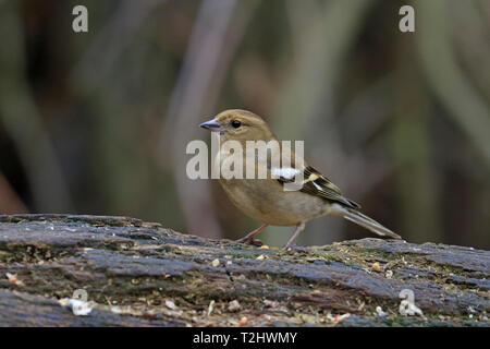 Erwachsene Frau Buchfink, Fringilla coelebs Essen Samen auf Abklingenden Ast, England, UK. Stockfoto