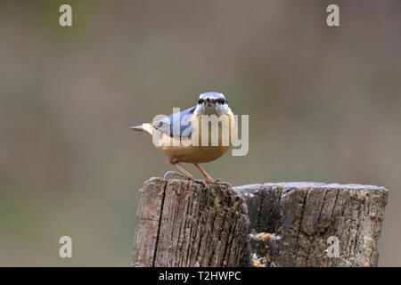 Kleiber, Sitta europaea Vorderansicht auf einer verfallenden Baumstumpf, England, Großbritannien thront. Stockfoto