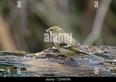 Erwachsene Frau Buchfink, Fringilla coelebs Essen Samen auf Abklingenden Ast ab, Stockfoto