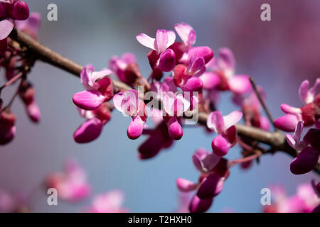 Wetsern Redbud Cercis occidentalis in voller Blüte Stockfoto