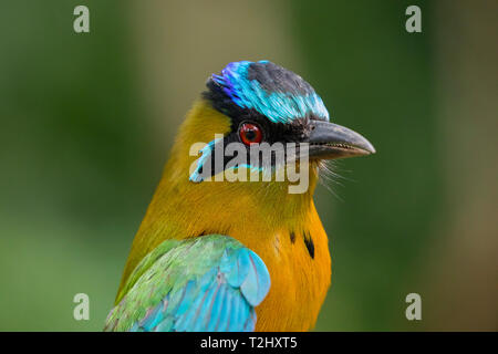 Die Lektion Motmot Momotus lessonii in Belize Stockfoto