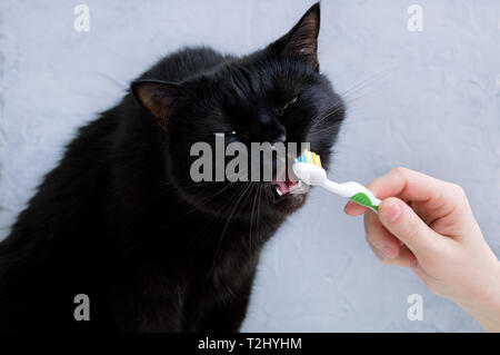 Kaukasische Mädchen putzen von schwarze Katze die Zähne mit einer Zahnbürste. Close-up. Stockfoto