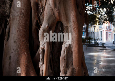 Detail der Stamm des großen Moreton Bay Bild oder australischen Banyan (Ficus Macrophylla), Plaza Gabriel Miro, Stadt von Alicante, Spanien. Stockfoto