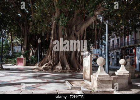 Große Moreton Bay Bild oder australischen Banyan (Ficus Macrophylla), Plaza Gabriel Miro, Stadt von Alicante, Spanien. Stockfoto