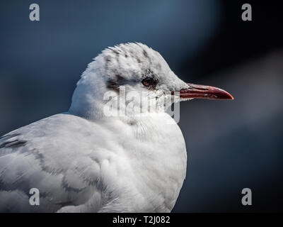 Eine schwarze-tailed Gull steht auf einem Geländer in Yamashita Park auf der Yokohama Waterfront mit Blick auf die Bucht von Tokio. In Japanisch, diese reichlich Vögel sind Ofte Stockfoto