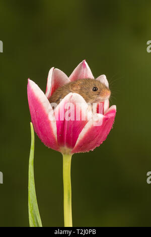 Ernte Maus (Micromys Minutus), ein kleines Säugetier oder Nagetierarten, aus einem rosa und weißen Tulpe Blume lugen. Süße Tiere. Stockfoto