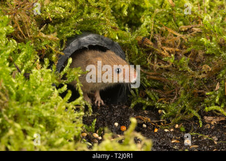 Ernte Maus (Micromys Minutus), ein kleines Säugetier oder Nagetierarten, aus einem Rohr lugen. Tier niedlich. Stockfoto