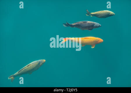 Karpfen, Schwimmen, Princes Quay, Einkaufszentrum, diese Fische schwimmen in der ursprünglichen Dock das Einkaufszentrum über gebaut wurde. Stockfoto