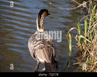 Hawaiian Goose, Nene (Branta sandvicensis Stockfoto