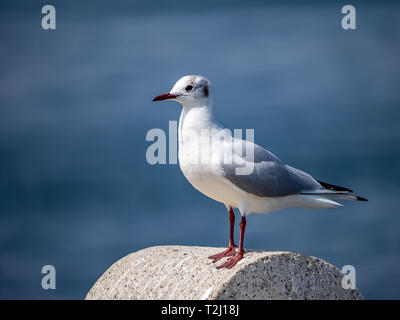 Eine schwarze-tailed Gull steht auf einem Geländer in Yamashita Park auf der Yokohama Waterfront mit Blick auf die Bucht von Tokio. In Japanisch, diese reichlich Vögel sind Ofte Stockfoto