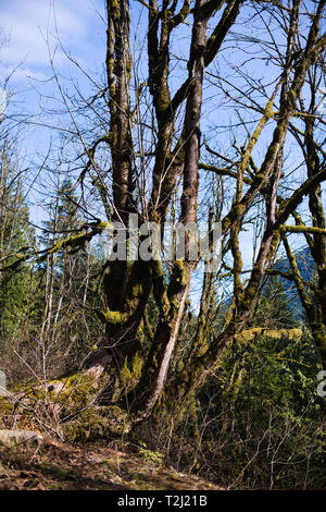 Moosbäume an der Norrish Forest Service Road in Dewdney, Mission, British Columbia, Kanada Stockfoto