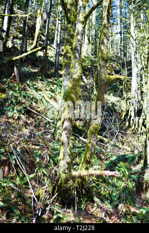 Moosbäume an der Norrish Forest Service Road in Dewdney, Mission, British Columbia, Kanada Stockfoto