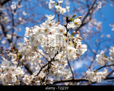 Eine Gruppe aus weißen japanischen Kirschblüten, oder Sakura, fast in voller Blüte. Diese sehr beliebte blühende Bäume sind alle über Japan und deren fl gefunden Stockfoto