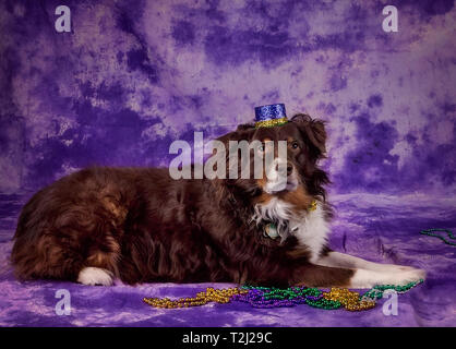 Cowboy, eine 9-jährige Red tri Australian Shepherd, zeigt seine Mardi Gras Putz, 14. Januar 2018, in Coden, Alabama. Stockfoto