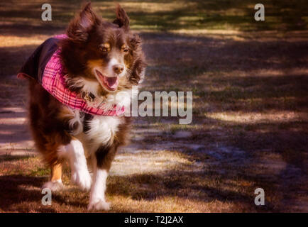 Cowboy, eine 9-jährige Australian Shepherd Dog, trägt einen rosa Fell, als er im Winter die Sonne läuft, Jan. 17, 2018, Coden, Alabama. Stockfoto