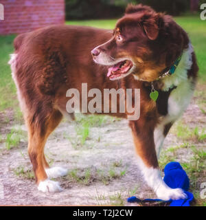 Cowboy, ein 10-jähriger Red tri Australian Shepherd, spielt mit einem Kong Wubba Hund Spielzeug, 12.08.15, 2018, Coden, Alabama. Stockfoto