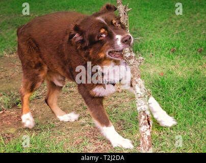 Cowboy, ein 10-jähriger Australian Shepherd, spielt mit einem Stock, 12.08.18, 2018, Coden, Alabama. Er hat sich rasiert durch die heiße Wetter gewesen. Stockfoto