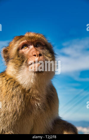 Die berühmten Affen oder barbary macaques von Gibraltar sind eine der Attraktionen der rock Stockfoto