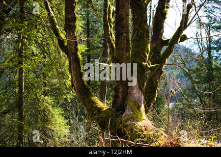 Moosbäume an der Norrish Forest Service Road in Dewdney, Mission, British Columbia, Kanada Stockfoto