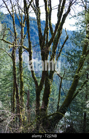 Moosbäume an der Norrish Forest Service Road in Dewdney, Mission, British Columbia, Kanada Stockfoto